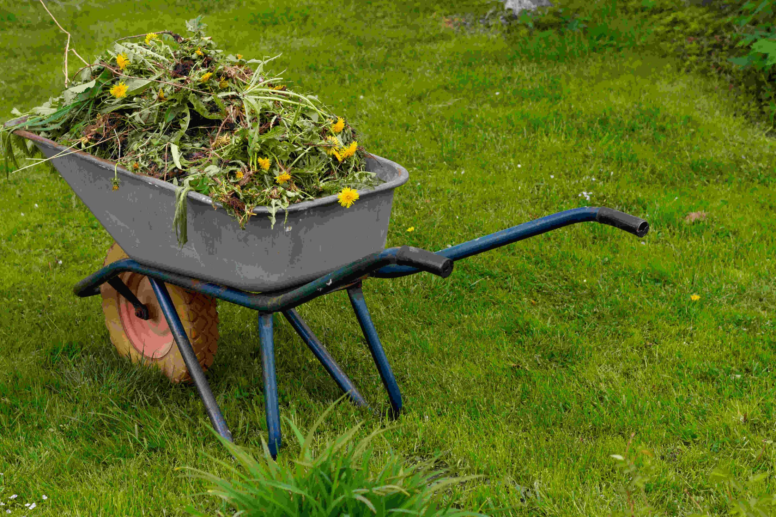 Yard Waste Pickup and Disposal Service In Seattle