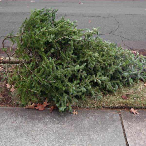 Christmas Tree Removal Service In Seattle